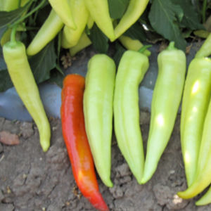 early pepper seeds