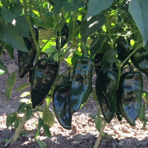 early pepper seed 1