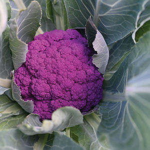 early cauliflower seeds