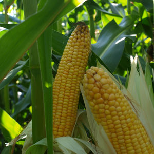 early corn seeds