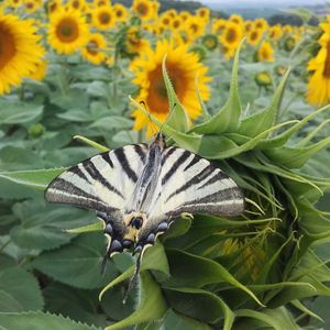 early sunflower seeds