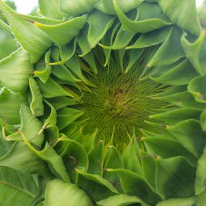 mid-late sunflower seeds