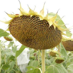 early sunflower seeds