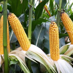 medium early corn seeds