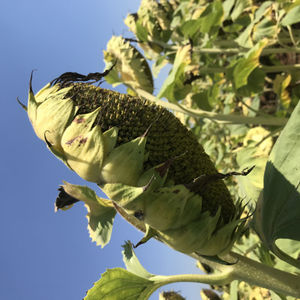 early sunflower seeds