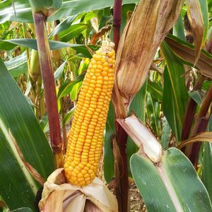 very early corn seed 1