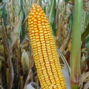 medium early corn seed 1