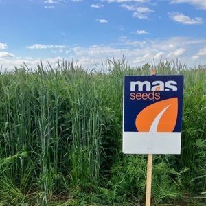 vegetation cover mixture 1