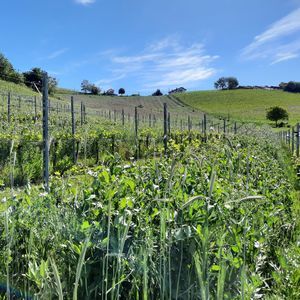 vegetation cover mixture 1