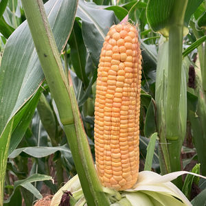 medium early corn seed 1