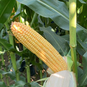 medium early corn seed 1
