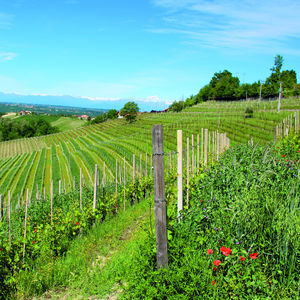 against nematodes cover crop 1
