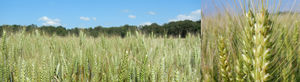 early wheat seed