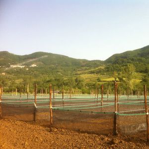 insect net