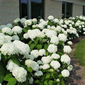 hedge flowering shrub