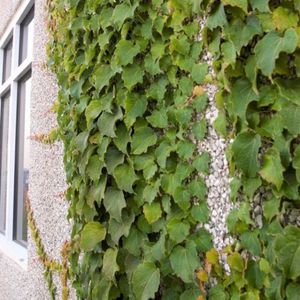 annual green plant