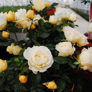 perennial floral plant