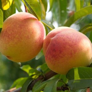 peach tree