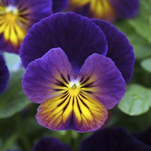 perennial floral plants