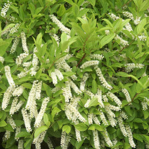 flower bed flowering shrub