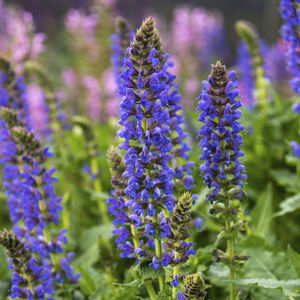 perennial floral plants