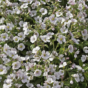 perennial floral plants