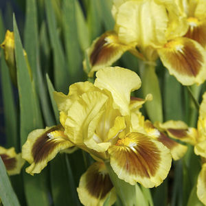 perennial floral plants