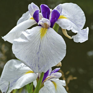 perennial floral plants