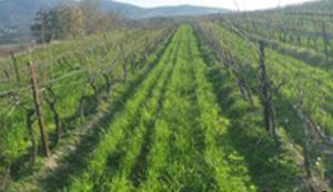 vegetation cover mixture