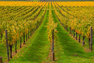 vegetation cover mixture