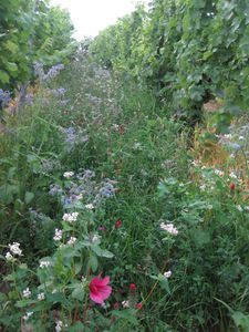 vegetation cover mixture