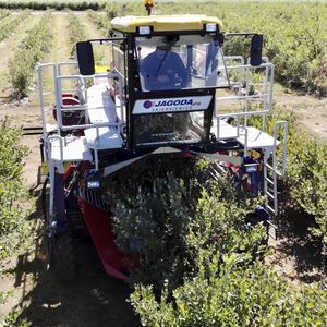 blueberry harvester machine