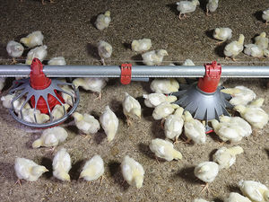 CHORE-TIME® Bird Scale for Broilers - Chore-Time