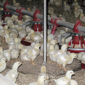 FlexScale, Poultry Production Products