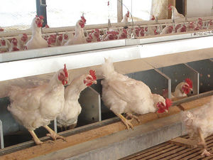 egg conveyor