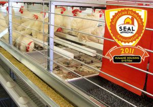 stainless steel frame broiler rearing cage