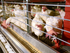 broiler rearing cage with manure removal system