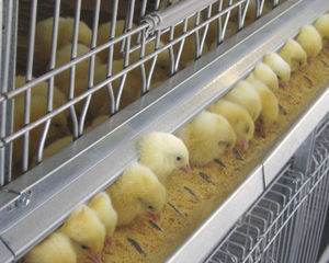 broiler rearing cage with manure removal system