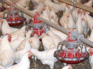 poultry pan feeder