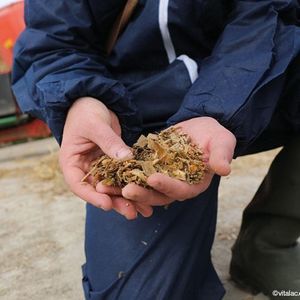 animal feed supplement