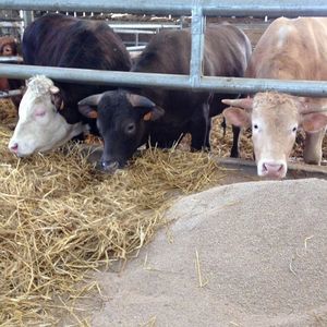 animal feed supplement