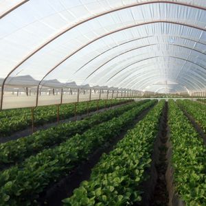 greenhouse film / plastic / anti-drip