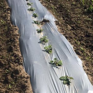 greenhouse film / weed control / plastic / black