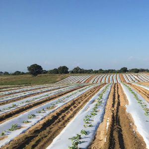 weed control film / plastic / white / black