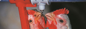 poultry drinking system