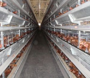 chicken rearing cage / with egg belts / galvanized