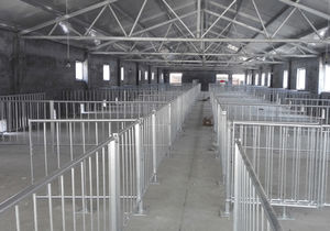 gestation stall 1