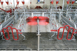 anti-crush protection farrowing stall