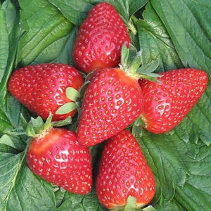 very early strawberry seeds