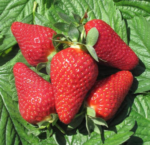 medium strawberry seeds